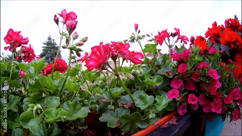 flowers on the balcony flowers on the balcony