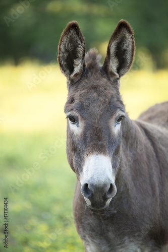 Donkey in Georgia, USA