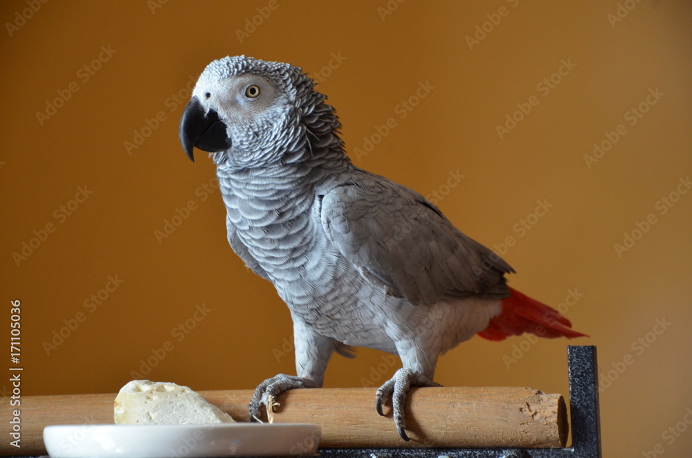 Fototapeta premium Grey Parrot