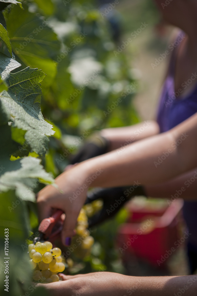 Obraz premium vineyards in Italy, with cypresses and some olive trees