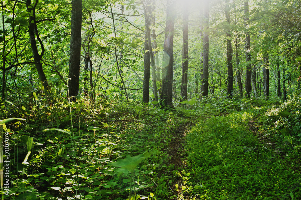 Fototapeta premium Droga leśna