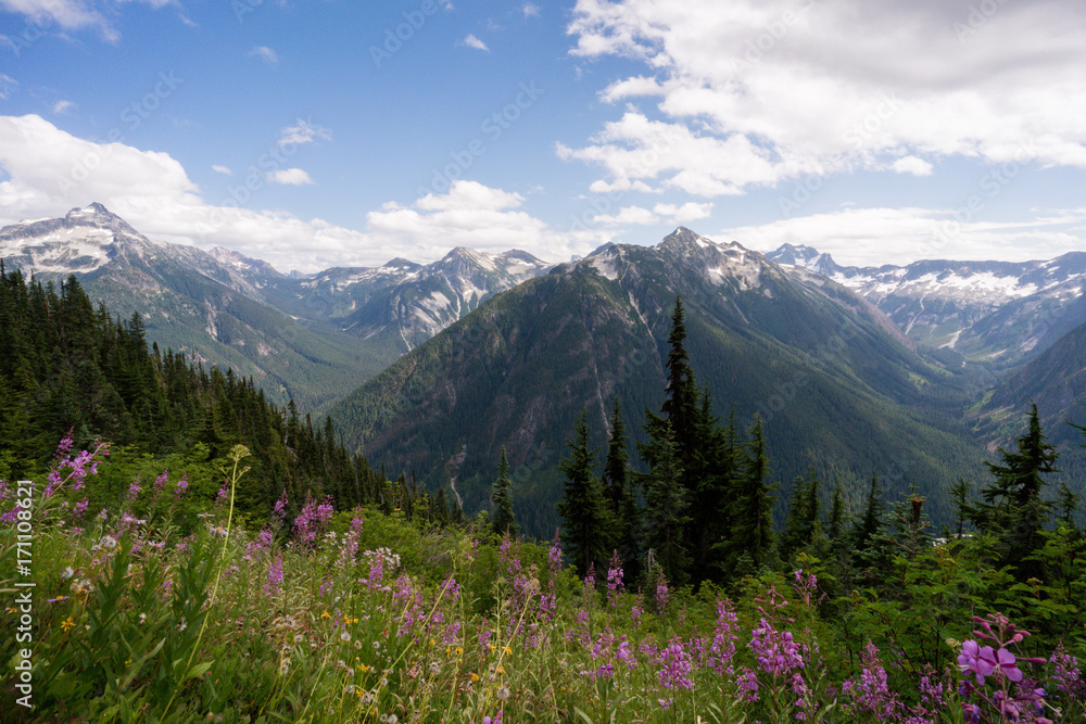 Wildflowers in full bloom in the North Cascades National park in Washington state