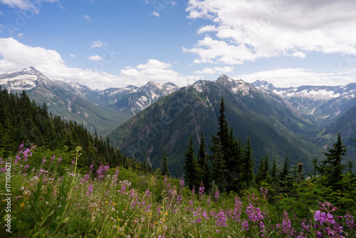 Wildflowers in full bloom in the North Cascades National park in Washington state © skiserge1