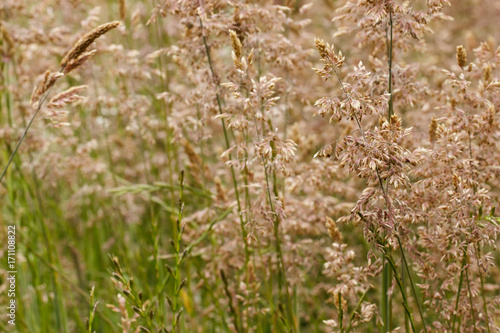 Closeup of infloresences of grass flowers: Holcus lanatus (velvet grass, yorkshire fogg, tufted, or meadow soft grass) . Grasses are a common cause of allergies.