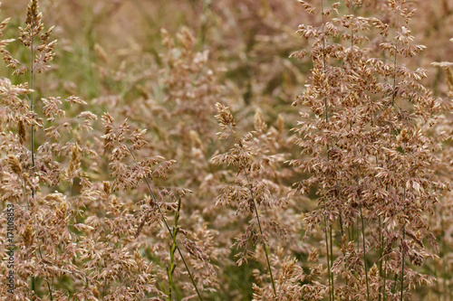 Closeup of infloresences of grass flowers: Holcus lanatus (velvet grass, yorkshire fogg, tufted, or meadow soft grass) . Grasses are a common cause of allergies.