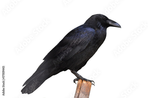 Raven on log photo
