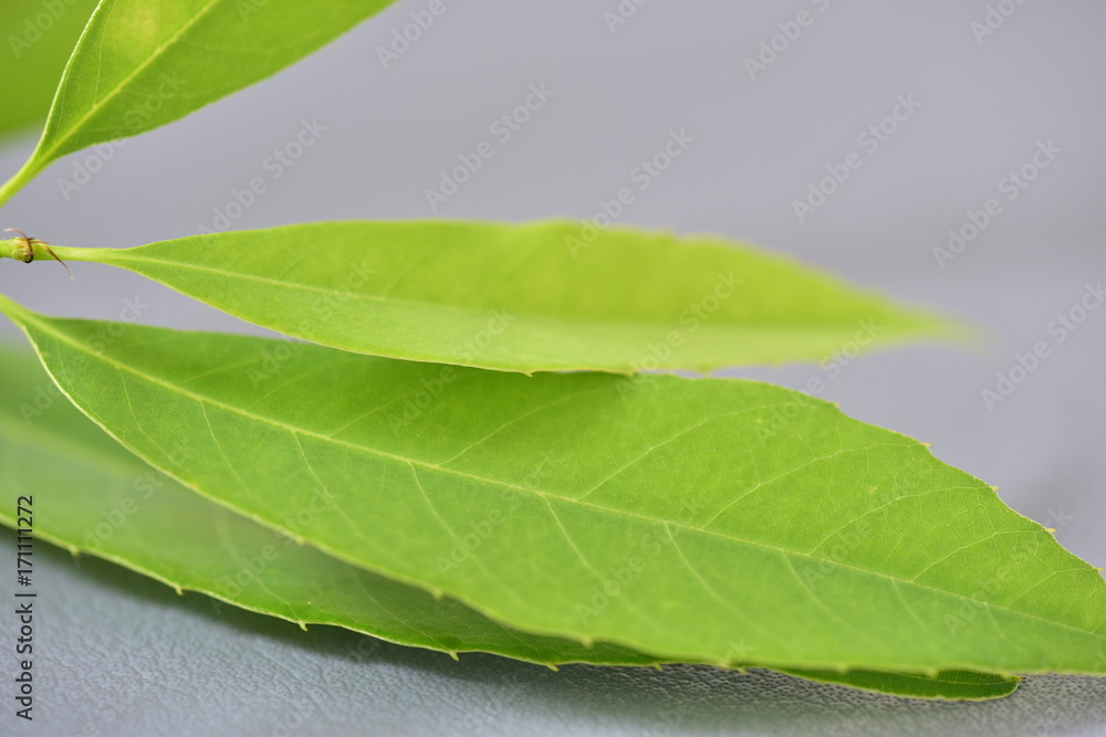 Fototapeta premium リーフ
