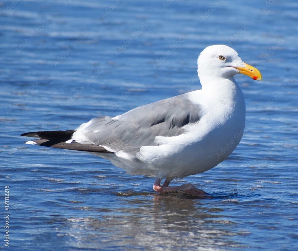 Seagull standing in water Seagull standing in water