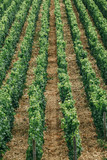 rows of grapes in field