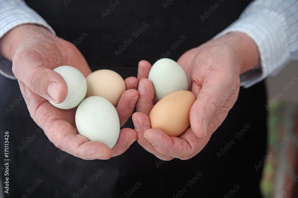 A man in a black apron holds several Araucana eggs with room for text A man in a black apron holds several Araucana eggs with room for text