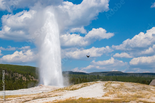 geyser, water, pressure, eruption, steam, hot, bird, sky, yellowstone