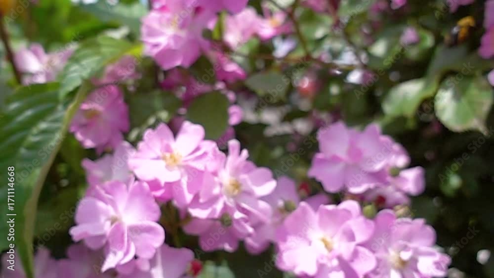 Carpenter Bees Slow Motion