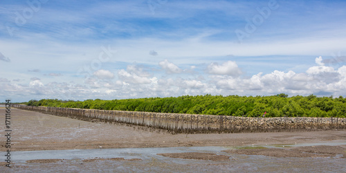 Fototapeta Naklejka Na Ścianę i Meble -  mangrove forest
