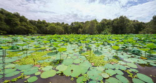 Large lotus pond in the nature reserve with mixed leaf rose moss green algae create richness in wetlands in the Mekong Delta © huythoai
