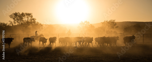 Fotografie, Tablou mustering, Kimberley, Western Australia