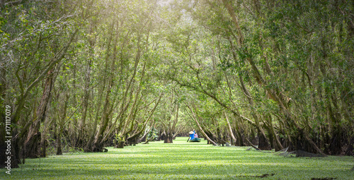 Melaleuca forest in sunny morning with a path melaleuca trees along canal covered with flowers to create rich vegetation of the mangroves. This is green lung that needs to be preserved in nature photo