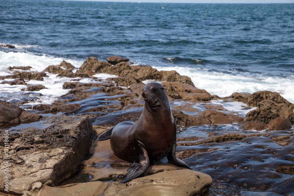 Fototapeta premium California sea lion Zalophus californianus sunning on the rocks