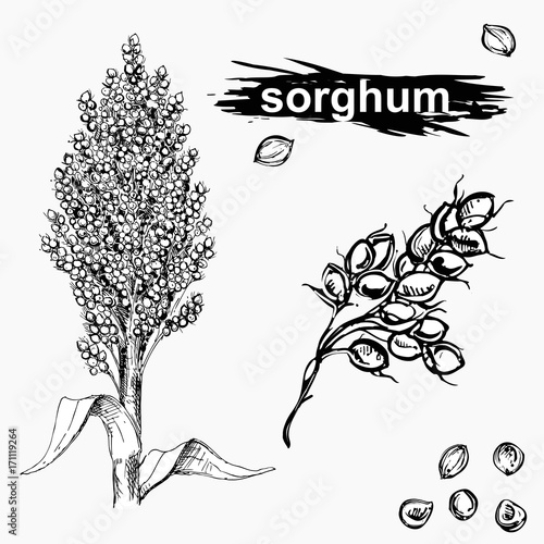 Hand drawn monochrome vector illustration set of sweet sorghum, grain, branch. sketch. Vector eps 8.
