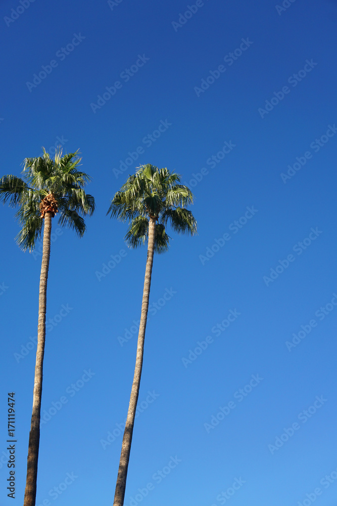 Fototapeta premium tropical palm trees under blue sky
