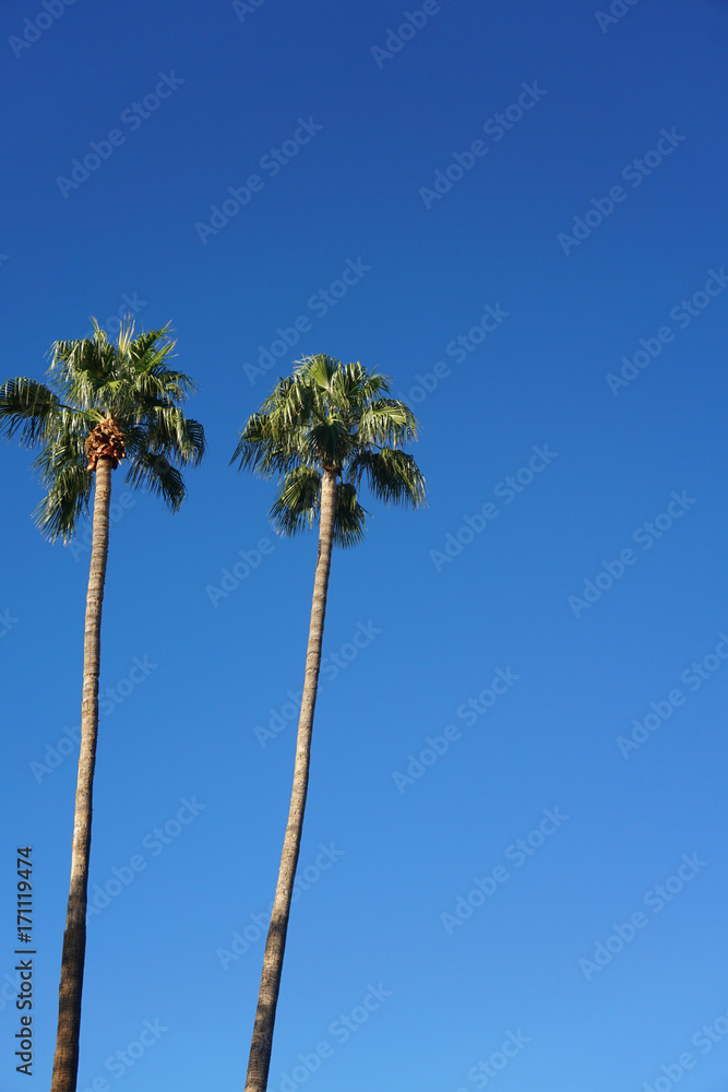 tropical palm trees under blue sky