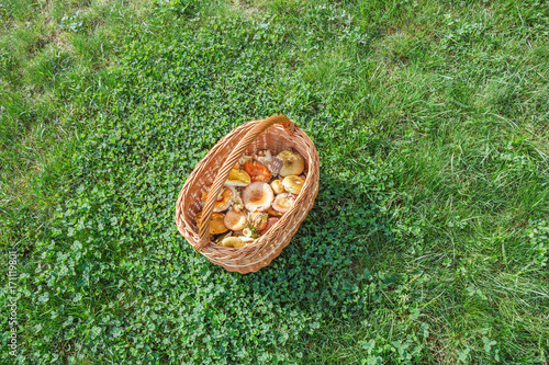 Full basket of russules photo