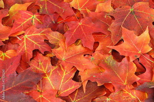 red and yellow maple leaves background in autumn 