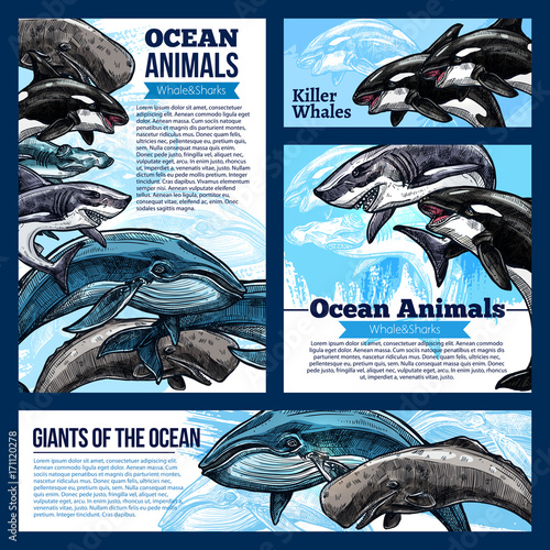 Whale and shark ocean animal banners