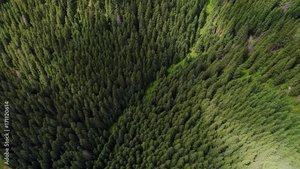 flight over forest in mountains flight over forest in mountains