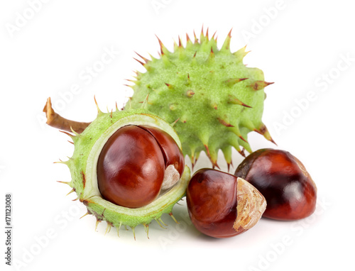 chestnut in the skin isolated on white background closeup photo