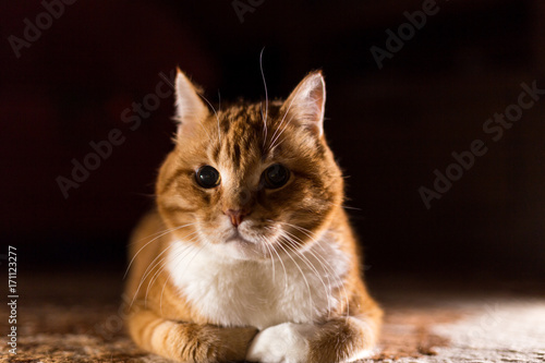 Cat. Red handsome. A serious man.