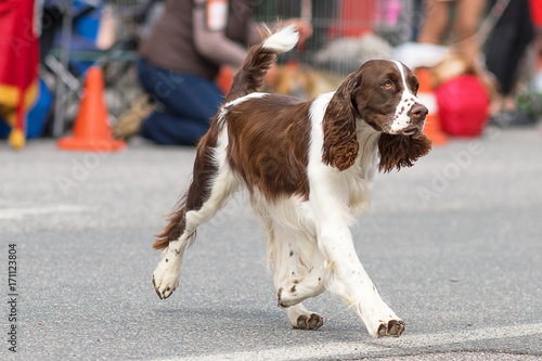 Hunting dog close-up