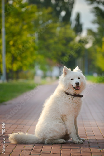 Beautiful white samoyed dog posing. photo