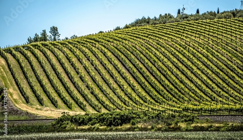 sonoma and napa valley vinyards in california photo