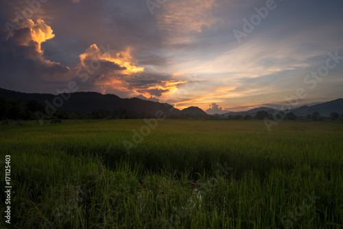 Paddy field with twilight sky. © pixindy