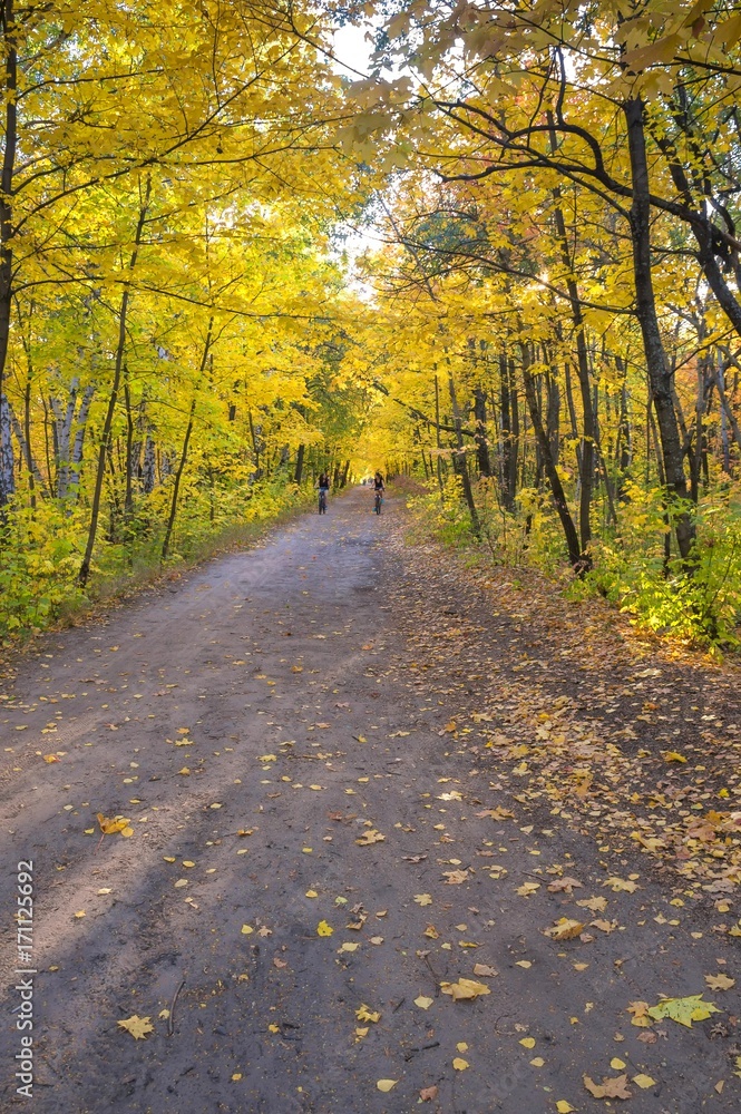 Fototapeta premium Autumn forest, landscape