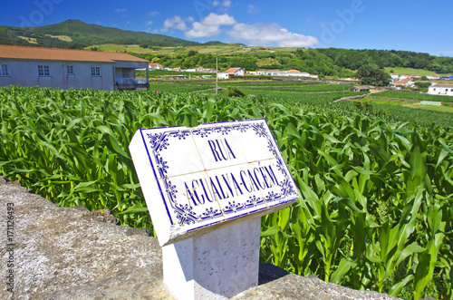 Green cornfield  Terceira near Agualva. Azores. Portugal. Horizontal photo