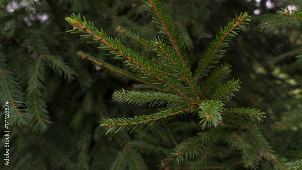  spruce pine branch