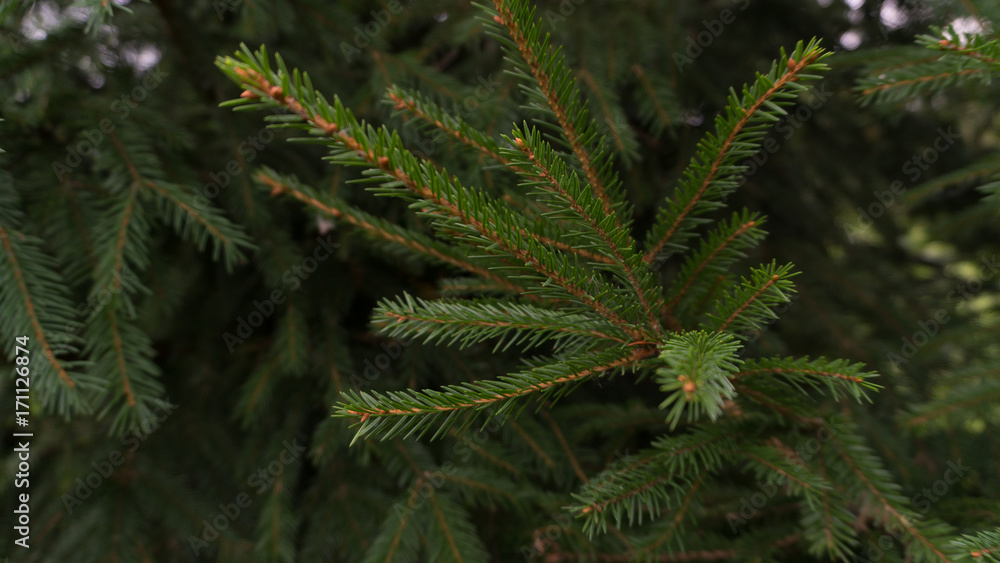 spruce pine branch spruce pine branch