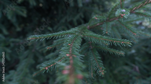  spruce pine branch