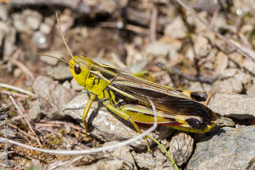 Grasshopper in a garden in Austria