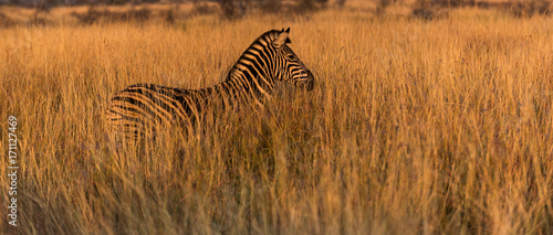 Abstract Zebra © MichealCoenraad
