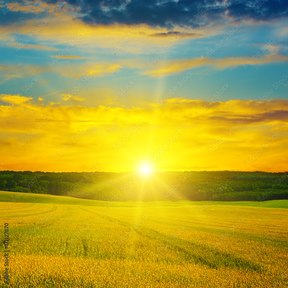 Wheat field and delightful sunrise