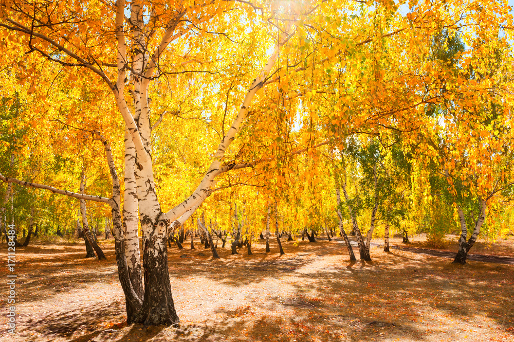 Trees with yellow leaves in autumn forest.