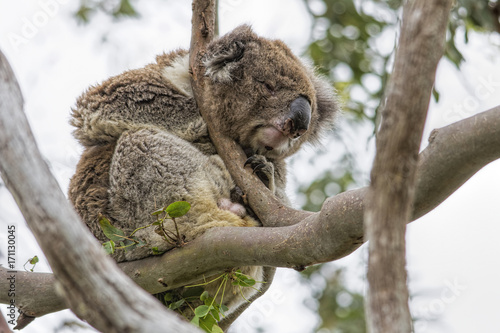 Photography Koala (Phascolarctos cinereus)
