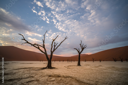 dead trees, Sossusvlei, Namibia