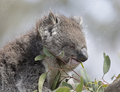 Photography Koala (Phascolarctos cinereus)