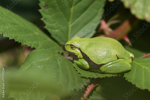 Europäscher Laubfrosch sonnt sich auf dem Blatt eines Brombeerbusch