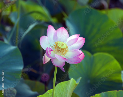 Lotus, flower, beauty
