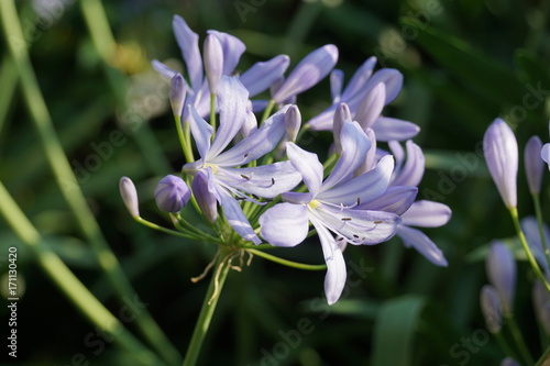 Canvastavla Agapanthus Peter Pan