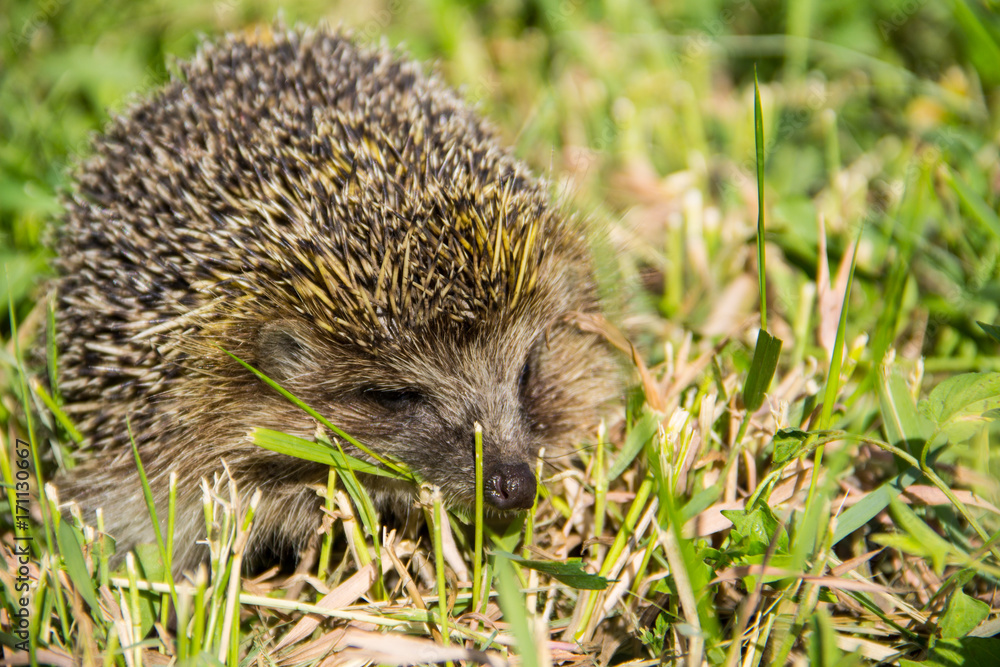 Young prickly hedgehog in green grass Young prickly hedgehog in green grass